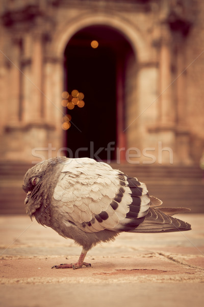 Foto stock: Igreja · pombo · adormecido · cidade · azul