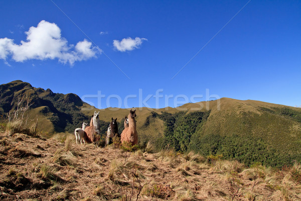Group of different colored alpacas on a field Stock photo © pxhidalgo