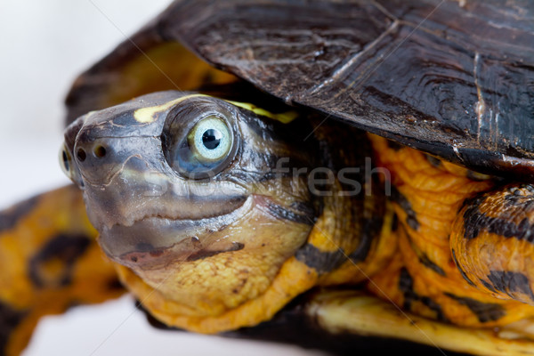 Turtle close up Stock photo © pxhidalgo