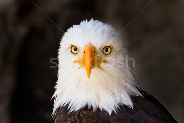 Foto stock: Careca · Águia · retrato · diretamente · foco