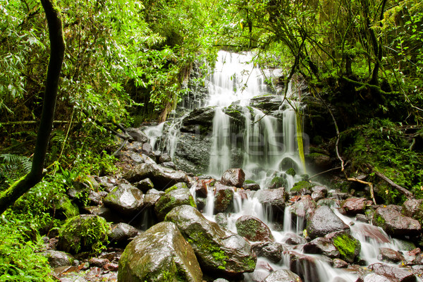 Tropikal rainforest çağlayan orman Ekvador ahşap Stok fotoğraf © pxhidalgo