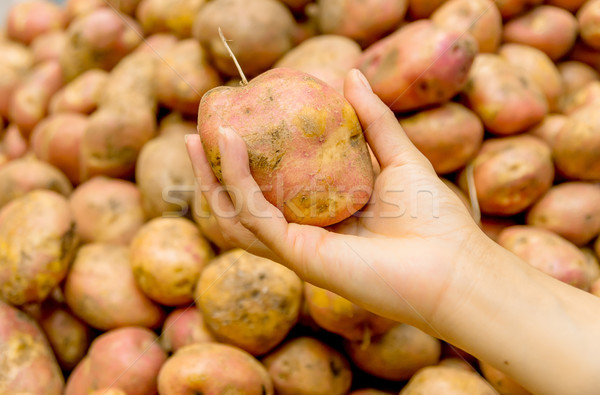 fresh organic Potatoes in a market, Quito Ecuador Stock photo © pxhidalgo