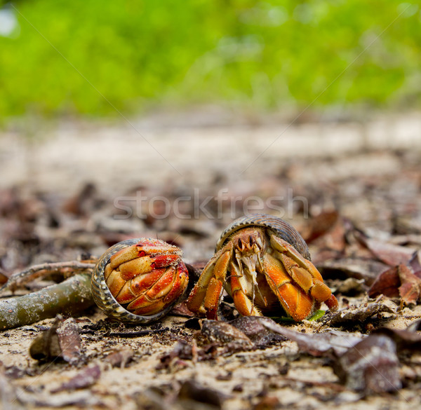 Two hermit crabs o the beach, Galapagos Islands Stock photo © pxhidalgo