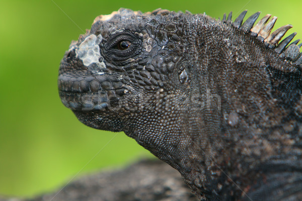 Marine iguana riposo occhi luce mare Foto d'archivio © pxhidalgo