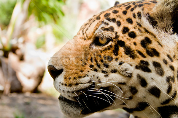 Live Leopard portrait close up side view Stock photo © pxhidalgo