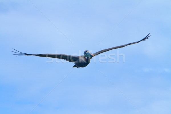 The Flying Pelican Stock photo © pxhidalgo