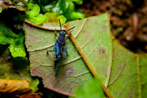 藍色 蚱蜢 小 熱帶雨林 食品 商業照片 © pxhidalgo