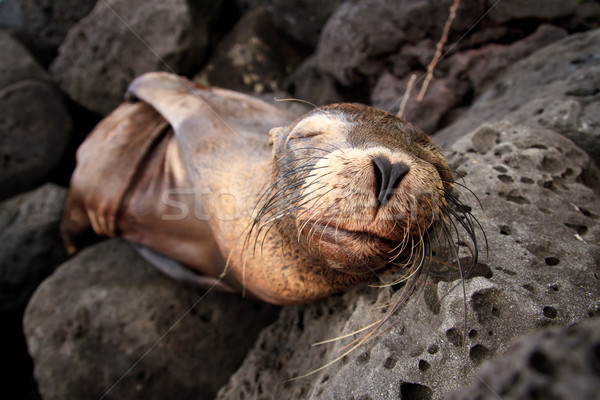 Baby sea lion sleeping in the Galapagos Islands Stock photo © pxhidalgo