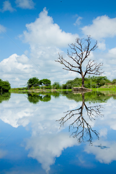 Beautiful wetland view, reflection with tree Stock photo © pxhidalgo