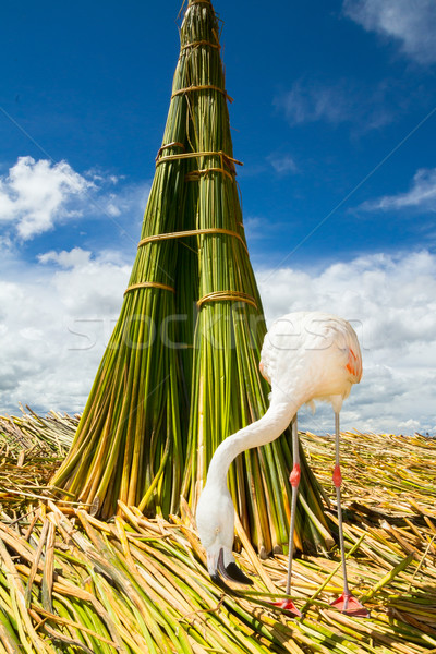 White Flamingo on the islands of Uros Peru Stock photo © pxhidalgo