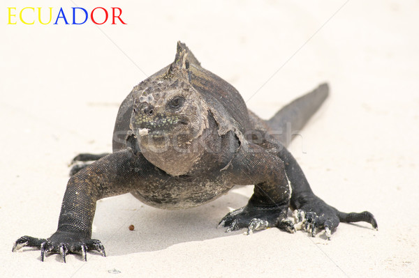 Marine iguana Ecuador segno spiaggia Foto d'archivio © pxhidalgo
