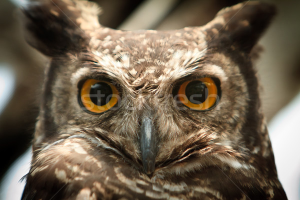 owl portrait staring at camera close up Stock photo © pxhidalgo