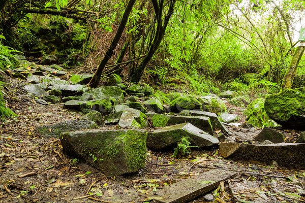 [[stock_photo]]: Tropicales · forêt · tropicale · paysage · Equateur · nature · lumière