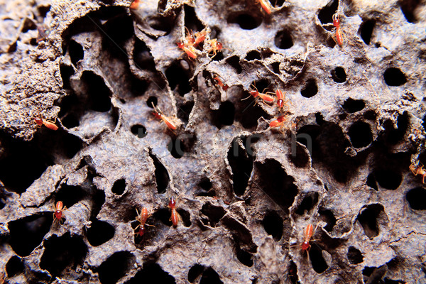 Texture termites colonie macro coup [[stock_photo]] © pxhidalgo