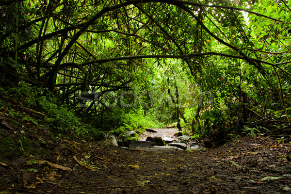 Rainforest Stock photo © pxhidalgo