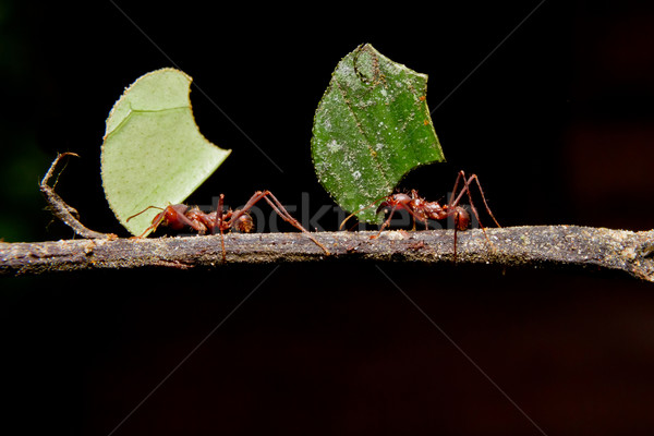 Leaf cutter ants, carrying leaf, black background. Stock photo © pxhidalgo