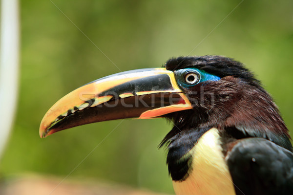 The  toucan resting by a tree close up Stock photo © pxhidalgo