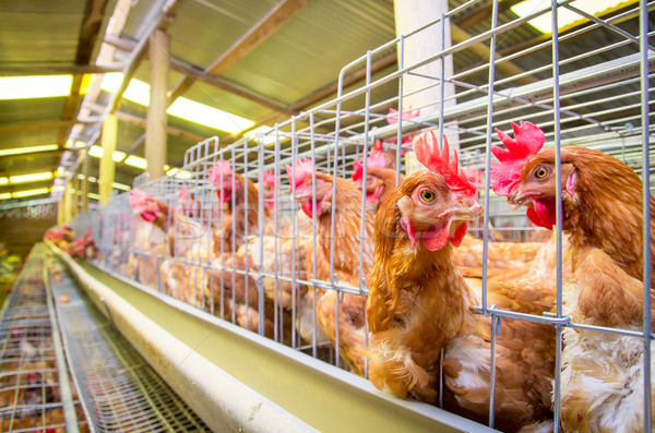 Gevogelte boerderij eieren natuur kip industrie Stockfoto © pxhidalgo