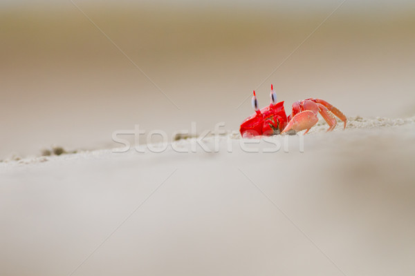 Roşu crab nisip alb plajă gaură mare Imagine de stoc © pxhidalgo