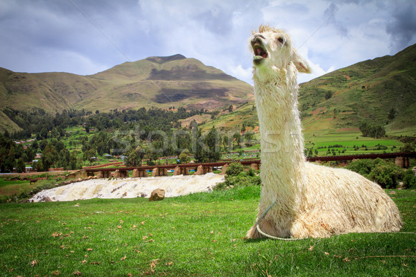 Portrait of a lama on farm. Stock photo © pxhidalgo