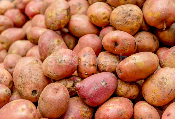 fresh organic Potatoes in a market, Quito Ecuador Stock photo © pxhidalgo