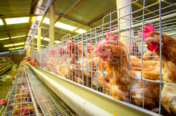Kümes hayvanları çiftlik yumurta doğa tavuk sanayi Stok fotoğraf © pxhidalgo