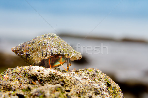 Sea snail on the beach Stock photo © pxhidalgo