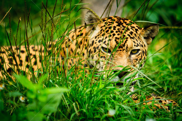 Jaguar - Panthera onca Stock photo © pxhidalgo