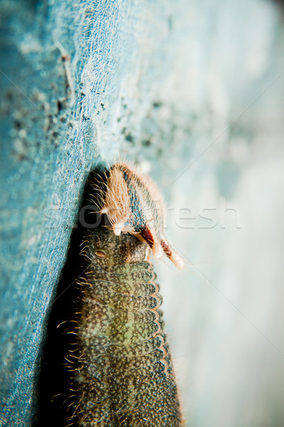 Butterfly Caterpillar Stock photo © pxhidalgo