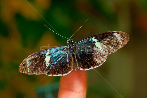 Foto stock: Borboleta · sessão · dedo · naturalismo · mão · natureza