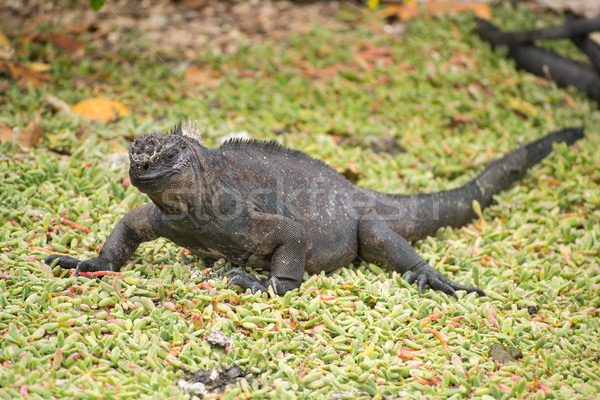 Marine iguana, Galapagos Islands, Ecuador Stock photo © pxhidalgo