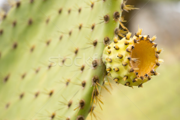 Ecuador, Galapagos: old endemic giant cactus-tree Stock photo © pxhidalgo