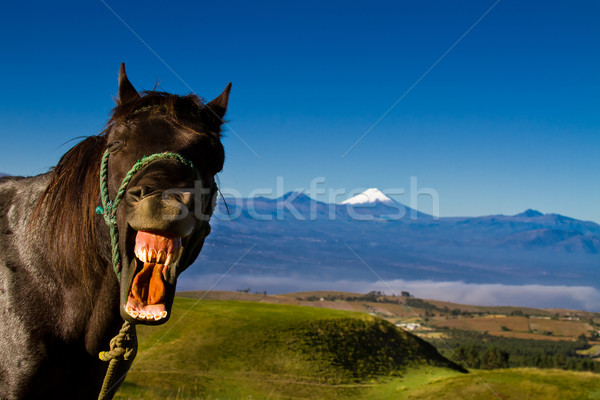 Vicces ló hülye arc közelkép nyitott szájjal Stock fotó © pxhidalgo