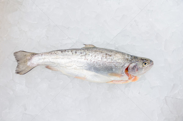 Pacific salmon on ice Stock photo © pxhidalgo