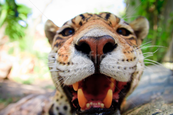 Live Leopard portrait close up front view Stock photo © pxhidalgo