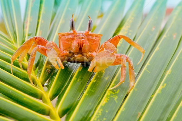 Stock photo: red crab on a palm tree