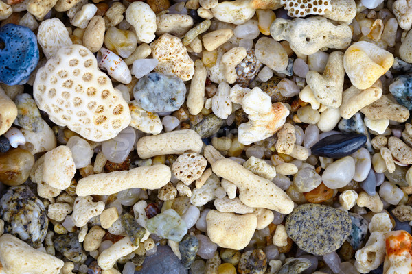 Shells and coral on a tropical beach - background Stock photo © pzaxe