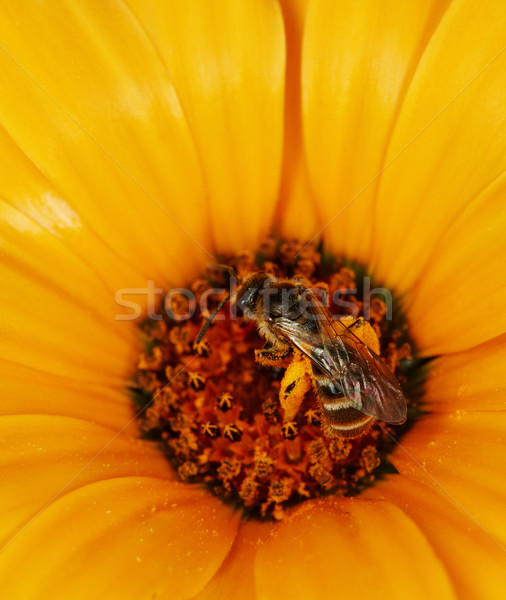 Vad méhek etetés narancs virág közelkép Stock fotó © pzaxe
