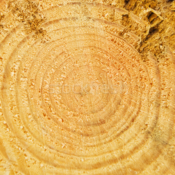 Foto stock: Corte · anual · anillos · planta · amarillo