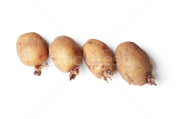 Potato tubers ready for planting in a ground Stock photo © pzaxe