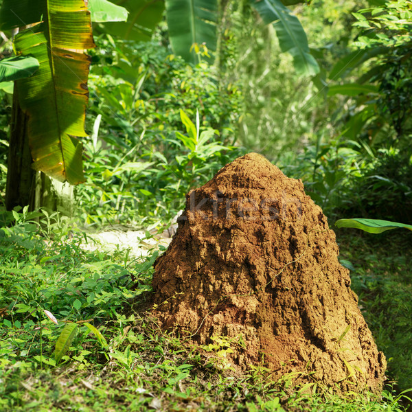 Termitary in a tropical forest. Thailand Stock photo © pzaxe