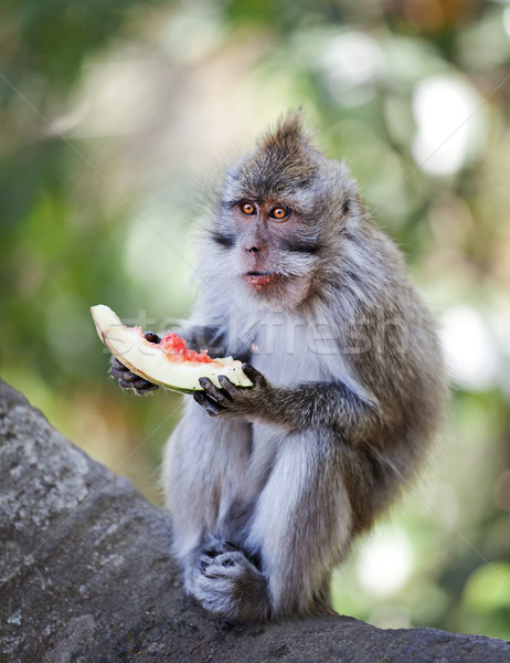 Crab-eating macaque eat juicy fruit Stock photo © pzaxe