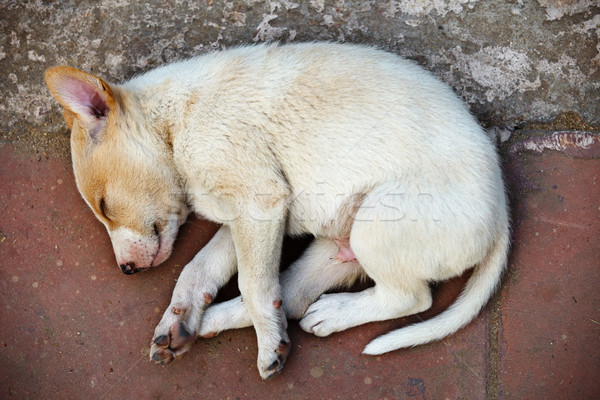 Street homeless mongrel puppy Stock photo © pzaxe