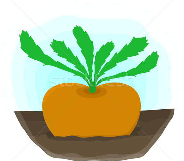 Ripe turnip grows on bed Stock photo © pzaxe