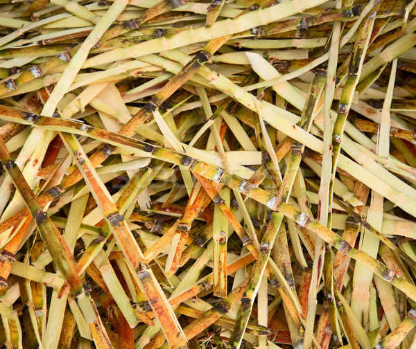 Waste from sugar production - sugar cane peels Stock photo © pzaxe