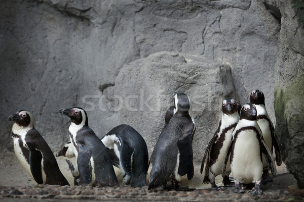 Grup roci grup mic vară păsări animale Imagine de stoc © pzaxe