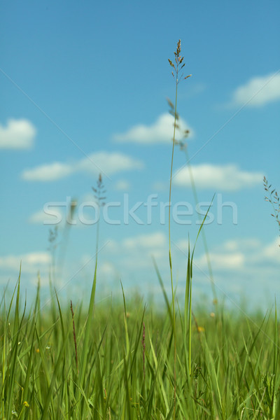 Green grass against blue sky with clouds Stock photo © pzaxe