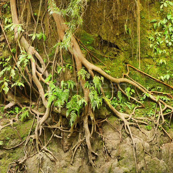 Roots of a tropical tree in the soil eroded by rain Stock photo © pzaxe