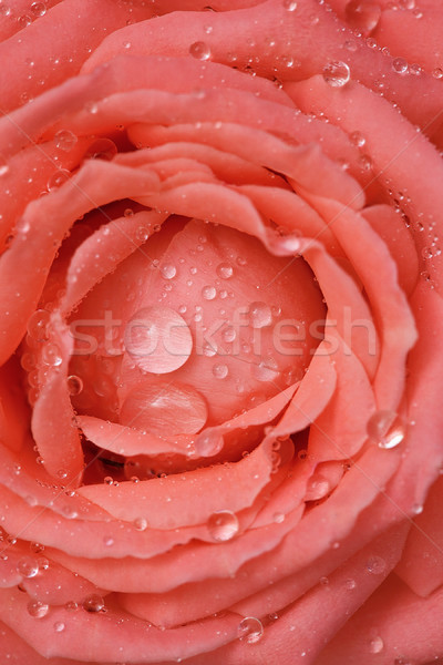 Rugiada gocce primo piano coperto acqua rosa Foto d'archivio © pzaxe