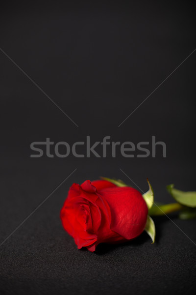 One rose on dark background Stock photo © pzaxe